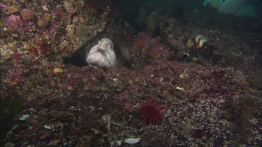 Wolf eel feeding upon sea urchin