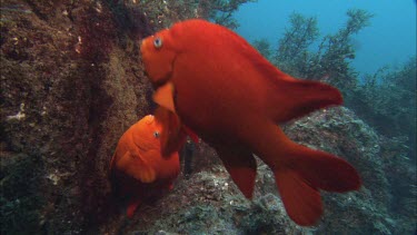 Garibaldi. Garibaldi damselfish. At mouth of nest. Breeding pair.