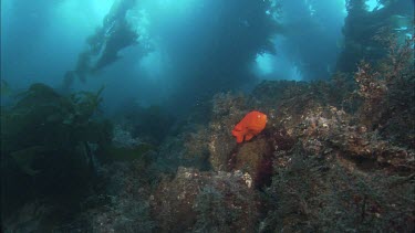 Garibaldi. Garibaldi damselfish. At mouth of nest. Breeding pair.