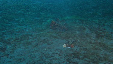 Mantis Shrimp threat display when confronted by octopus. Shot of octopus leaving