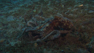 Mantis Shrimp threat display when confronted by octopus. Shot of octopus  using arms, tentacles  to manouvre along sea floor towards mantis shrimp
