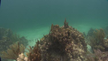 Fish swimming past coral reef