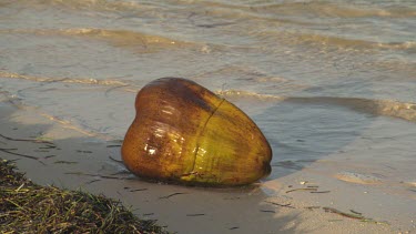 Coconut on beach shore