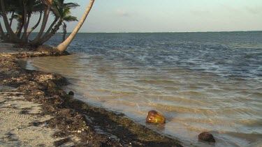Coconut on beach shore