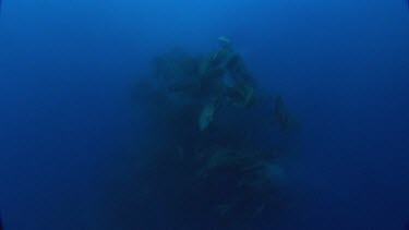 Diver taking images of fish forming a whirlpool