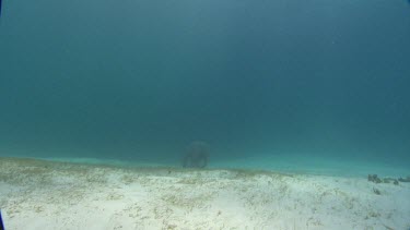 Manatees swims across ocean floor towards camera, turns around and swims into the distance.