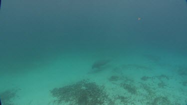 Manatees swims across the ocean floor, then swims away