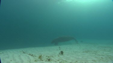 Manatees swims on the ocean floor, then swims away