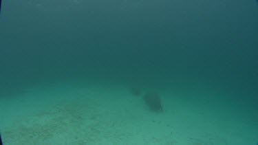 Manatees swims on the ocean floor getting close to camera