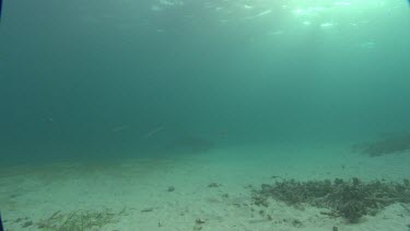 Manatees swims on the ocean floor.