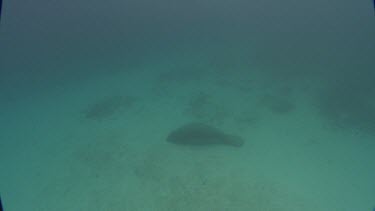 Manatees swims on the seabed, shot from above.