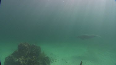 Manatees swims past coral into the distance.