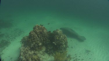 Manatees swims past coral into the distance. Shot from above.