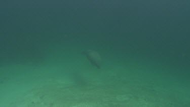 Manatees swims towards camera and then swims away.