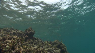 Group of Slippery Dick Wrasse swim above coral