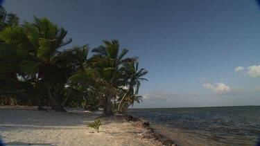 Palm trees blow in the wind, wave crash on the distance.