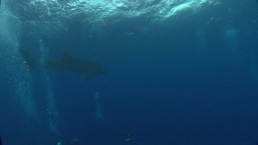 Whale shark swims inbetween divers.