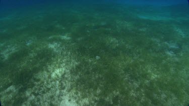 Shoal Grass and Queen Conch