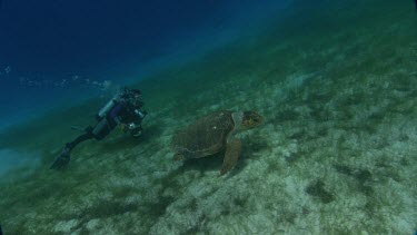 Diver follows turtle getting close and scratching it.