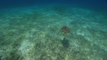 Turtle swims to surface and dives back down.