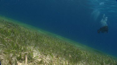 Shoal Grass