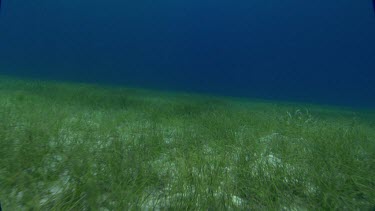 Shoal Grass