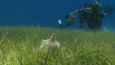 Diver swims towards camera, picks up sea shell and swims away.