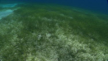 Diver swims towards camera, picks up sea shell and swims away.