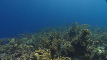 Yellow Tube Sponge and French Angelfish