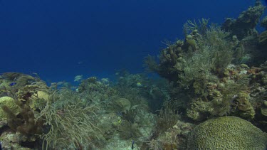 Yellow Tube Sponge and French Angelfish