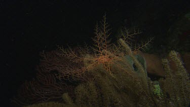 Basket Starfish