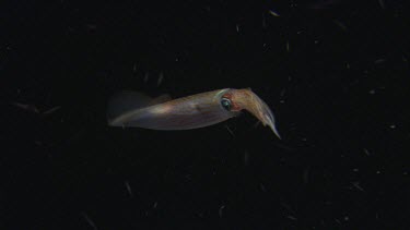 Arrow Squid