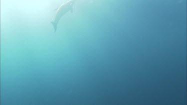 Dolphins swim in the ocean, underwater.
