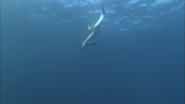 Dolphins swim in the ocean, underwater.
