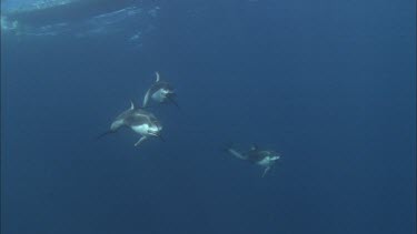 Dolphins swim in the ocean, underwater.