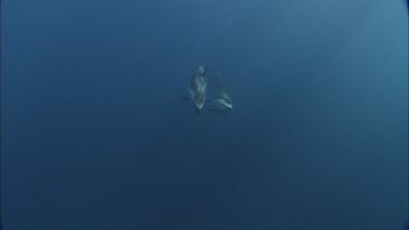 Dolphins swim in the ocean, underwater.