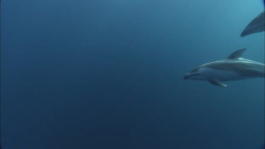 Dolphins swim in the ocean, underwater.