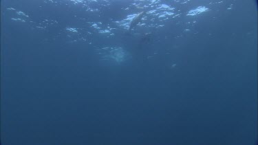 Dolphins swim in the ocean, underwater.