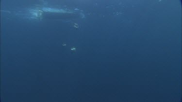 Dolphins swim in the ocean, underwater.