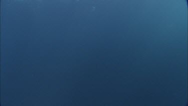 Dolphins swim in the ocean, underwater.