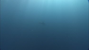 Dolphins swim in the ocean, underwater.