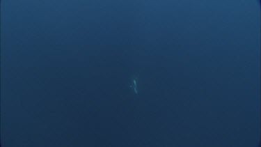 Dolphins swim in the ocean, underwater.