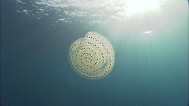 Salps float near surface.