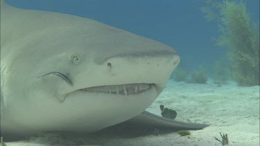 Close up of shark on seabed.