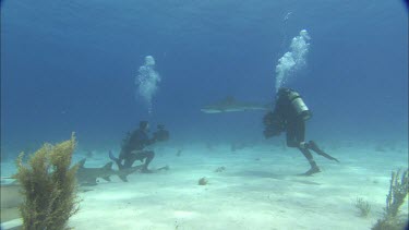 Sharks swim close to divers.