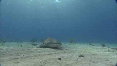 Sharks swims on seabed.
