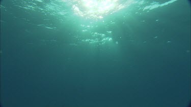 Underwater looking at sun rays.