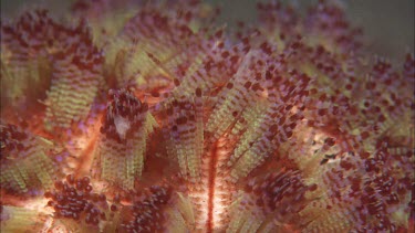 Coral on the ocean floor.