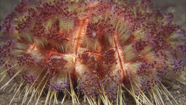 Coral on the ocean floor.