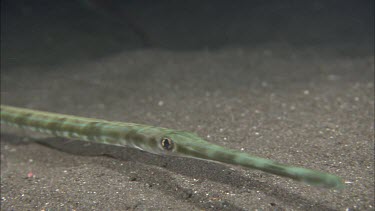 Pipefish on ocean floor